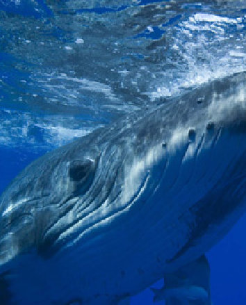 Tonga thumbnail