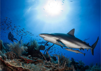 CUBA - Rhythm,Rum,Cigars & Sharks thumbnail