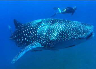 MEXICO - Whale sharks, Great whites & Cenotes thumbnail
